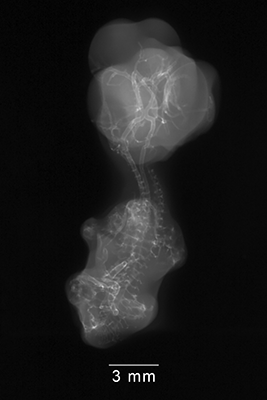 stage 29 chick embryo x-ray